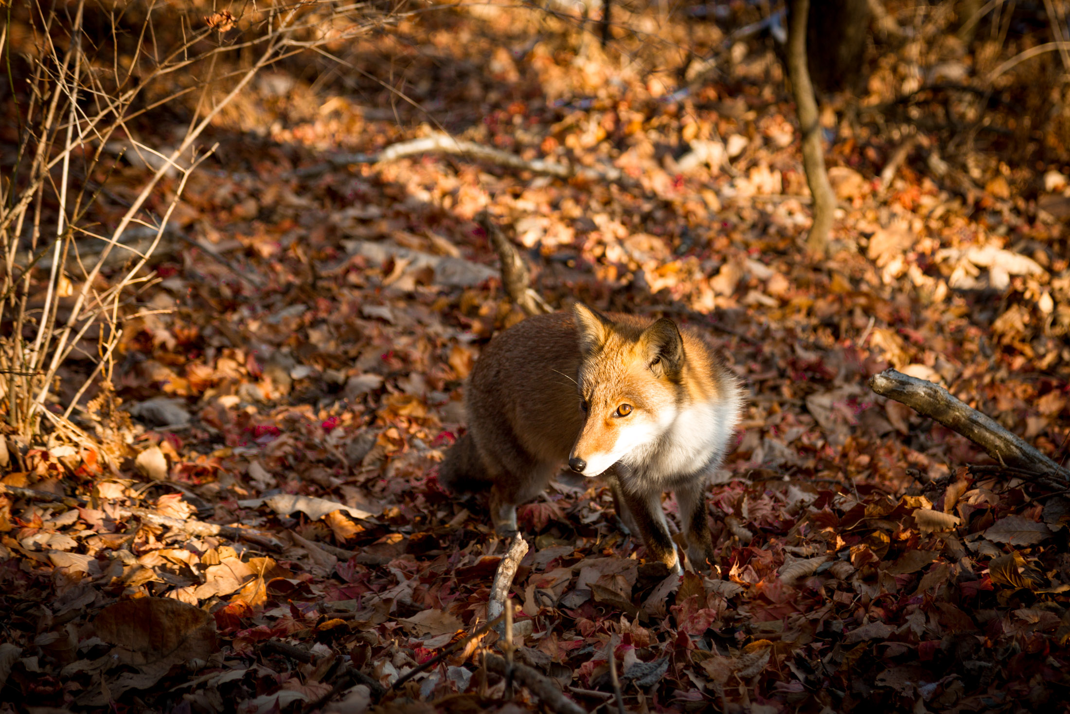 Red fox walking through autumn leaves in Gunma, Japan forest under dappled sunlight