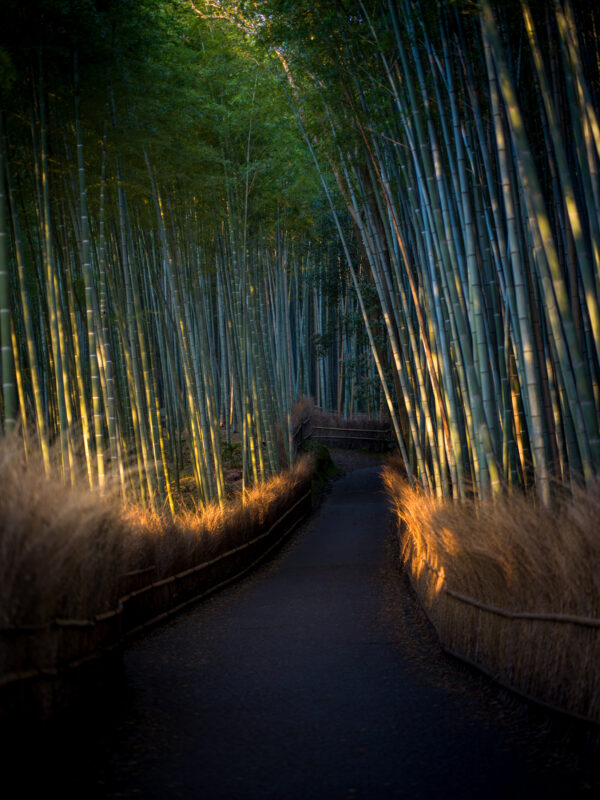Tranquil Arashiyama Bamboo Grove Walkway, Japan