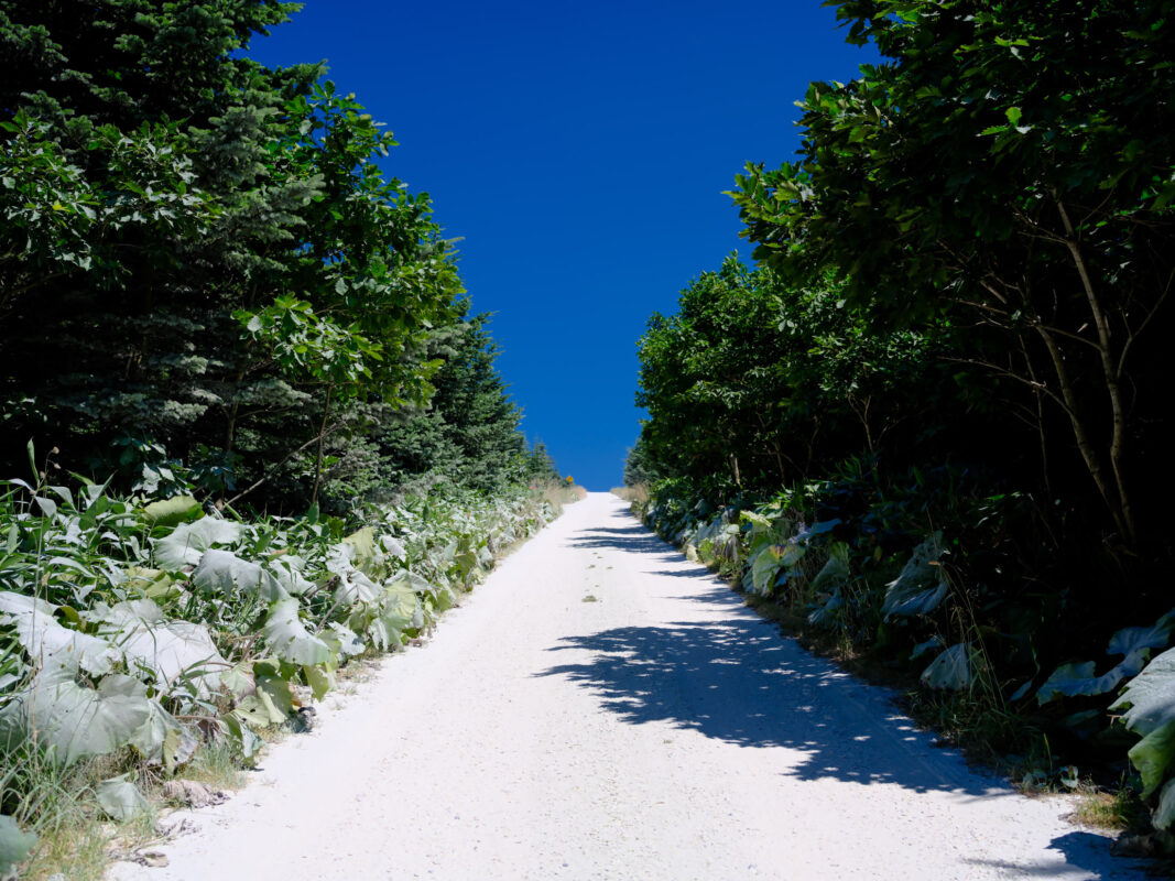 Tranquil forest trail in Soya Hills nature reserve.