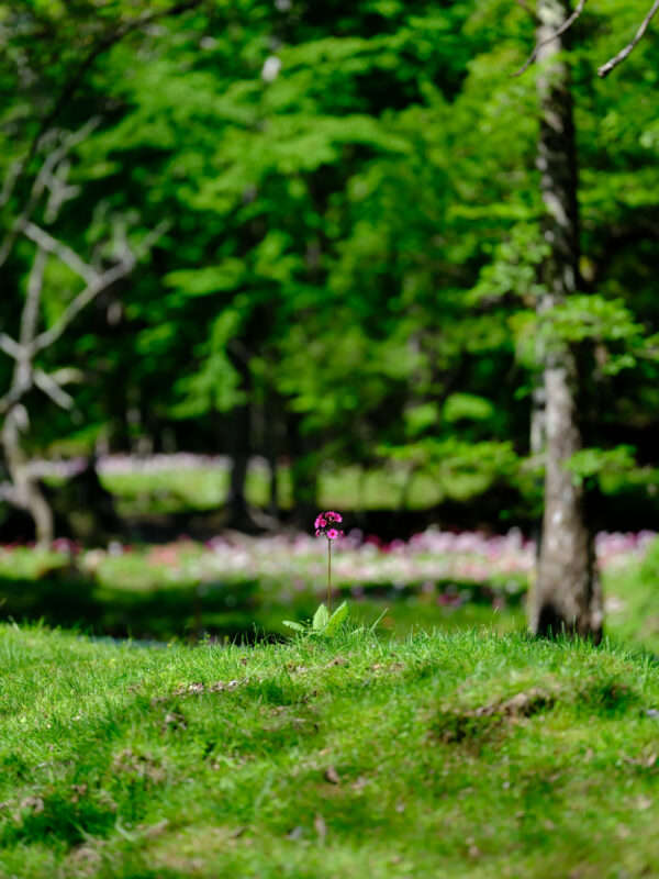 Vibrant mossy forest trail, pink flower blooms