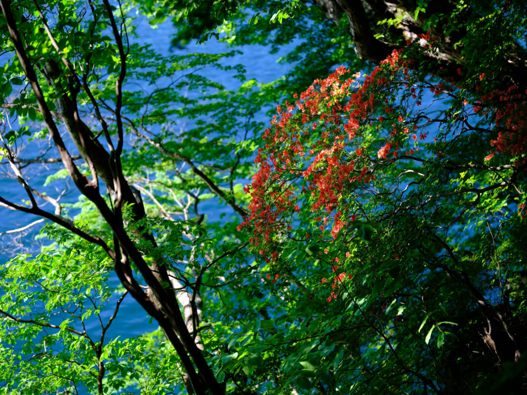 Vibrant forest sanctuary with lake