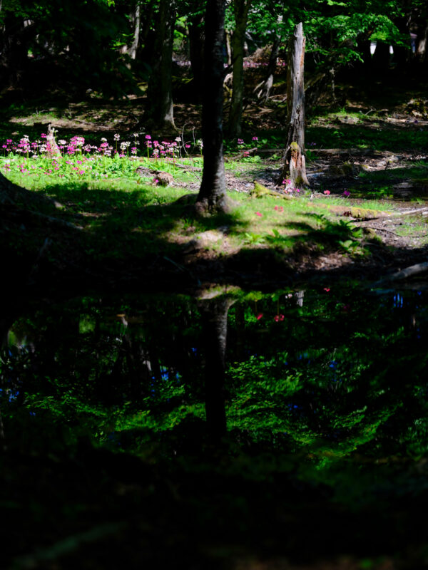 Peaceful forest pond oasis, mossy woodland scenery.