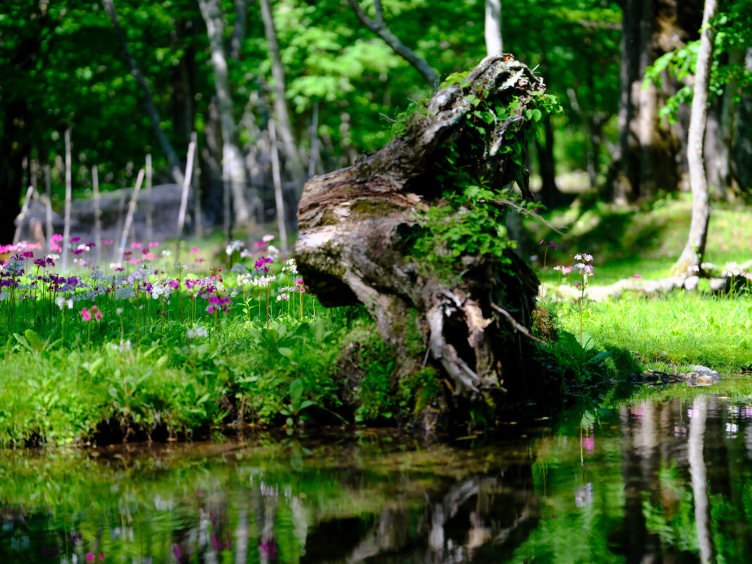 Tranquil Forest Oasis with Twisted Wood Sculpture