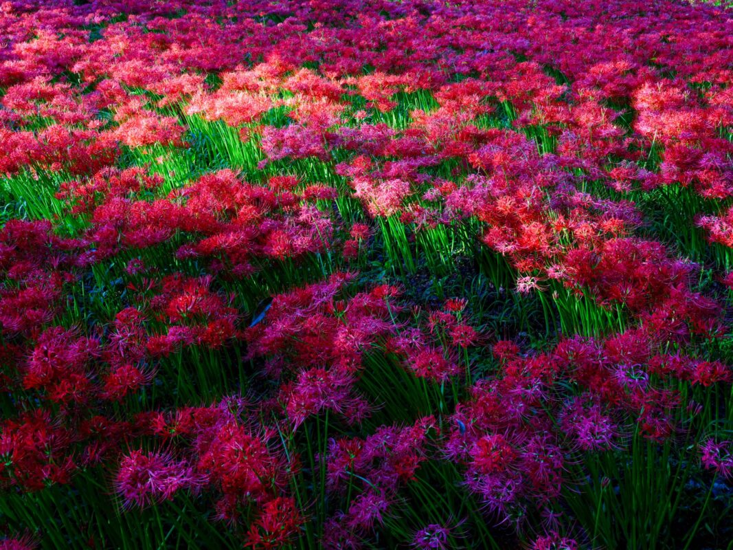Magenta chrysanthemum sea at Kinchakuda Manjushage Park.