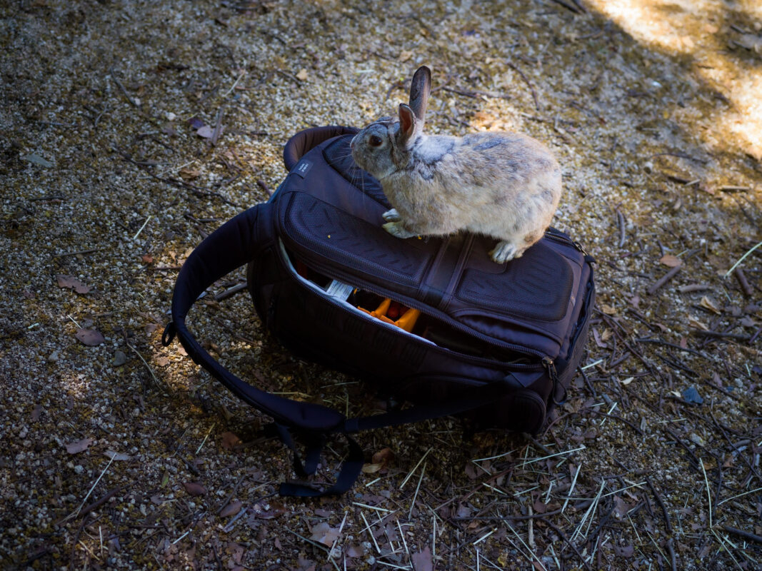 Gray and white rabbit sitting on a backpack in dappled woodland sunlight