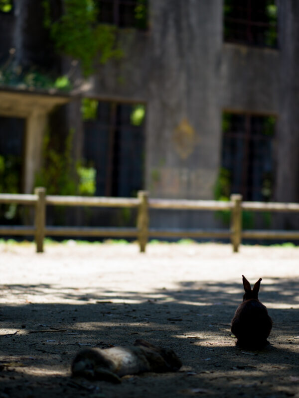 Two rabbits resting on sandy ground in dappled sunlight near a wooden fence.