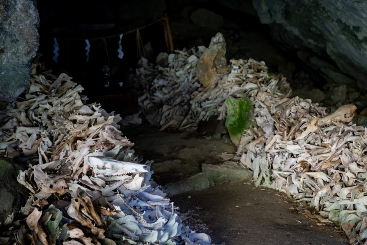 Shinto bone shrine in a shadowed cave with animal skulls and shimenawa rope