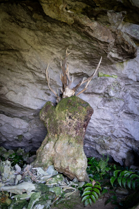 Antler-crowned rock shrine in cave, Shishi Gongen guardian spirit with moss and offerings