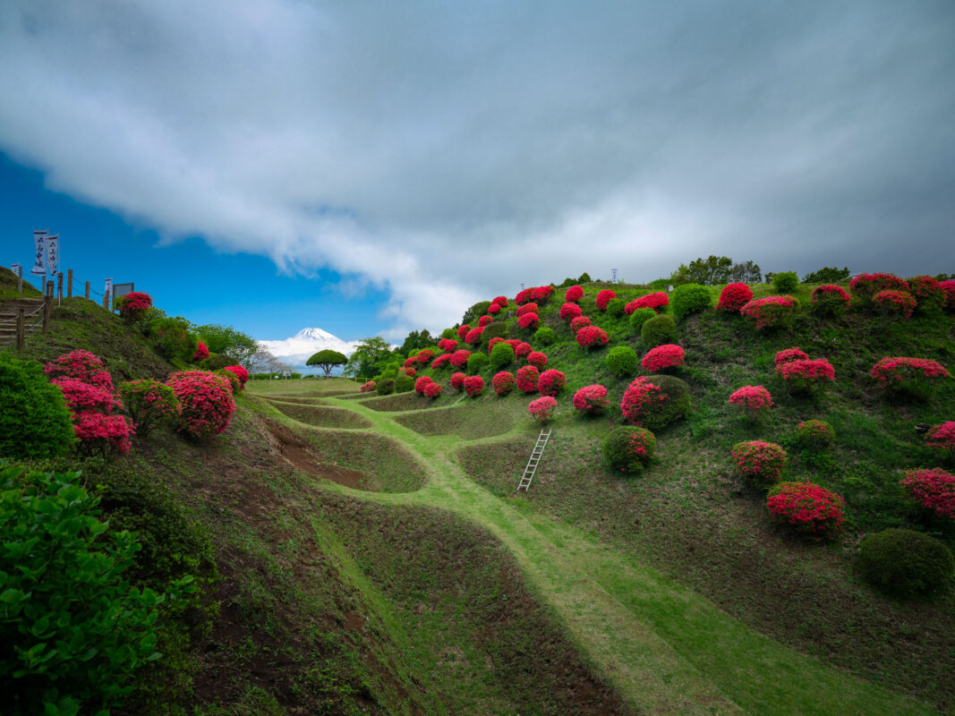 Yamanaka Castle Ruins terraced earthen ramparts with red azaleas and distant Mount Fuji.