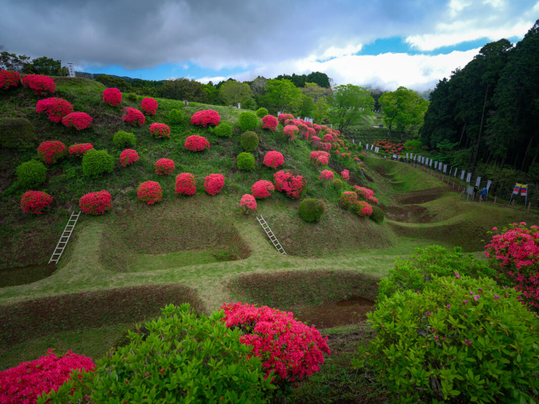 Pink azaleas on terraced earthworks at Yamanaka Castle Ruins under dramatic clouds