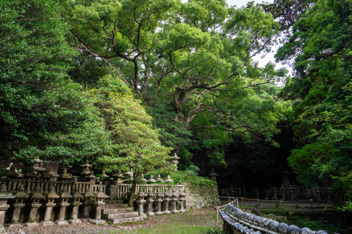 Row of stone lanterns beneath towering trees at Banshoin Temple, Japan