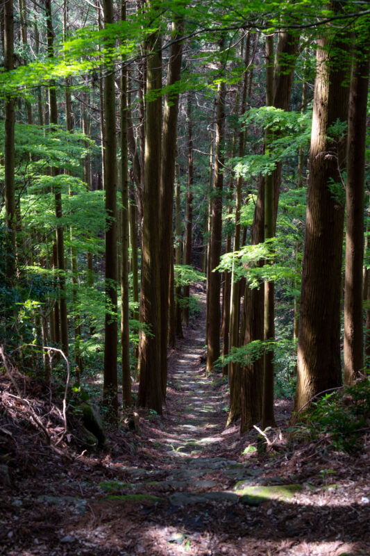 Sunlit dirt path through tall cedar forest leading to Kyu-Sento-ji temple