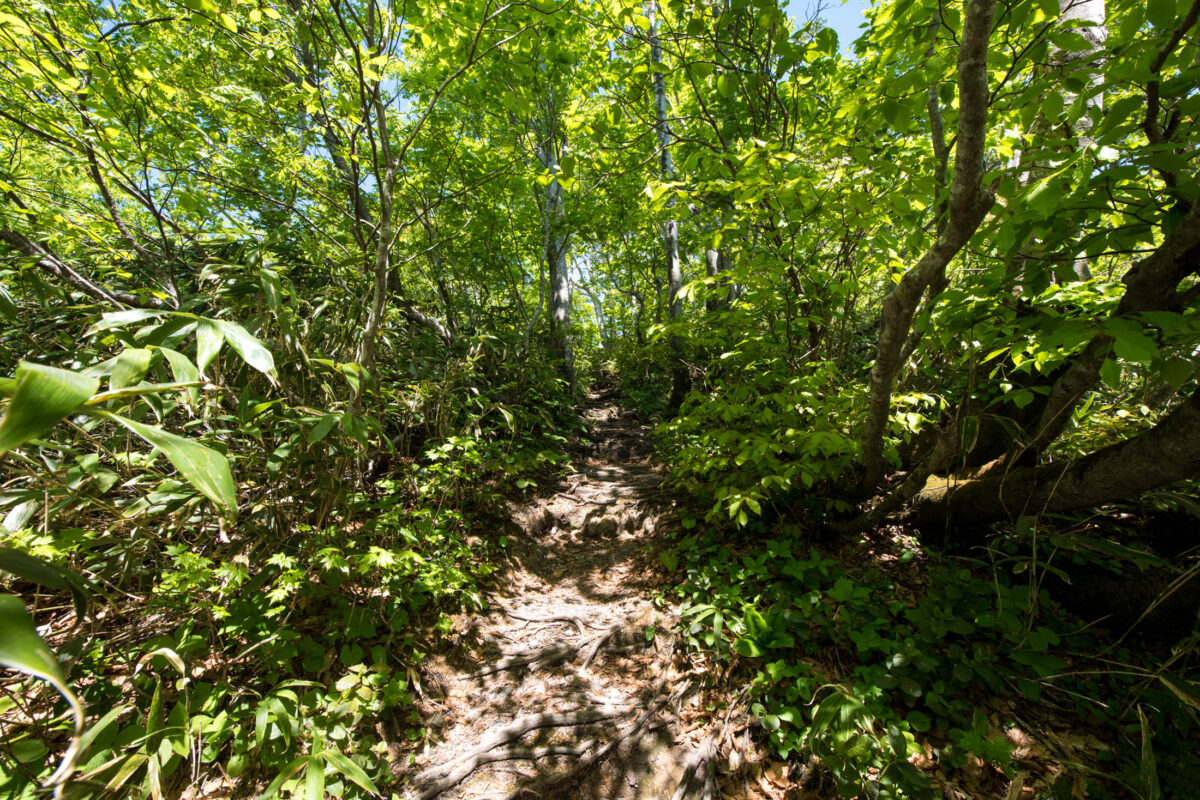 Sunlit forest hiking trail on Mount Futatsumori with lush greenery and dappled shade.
