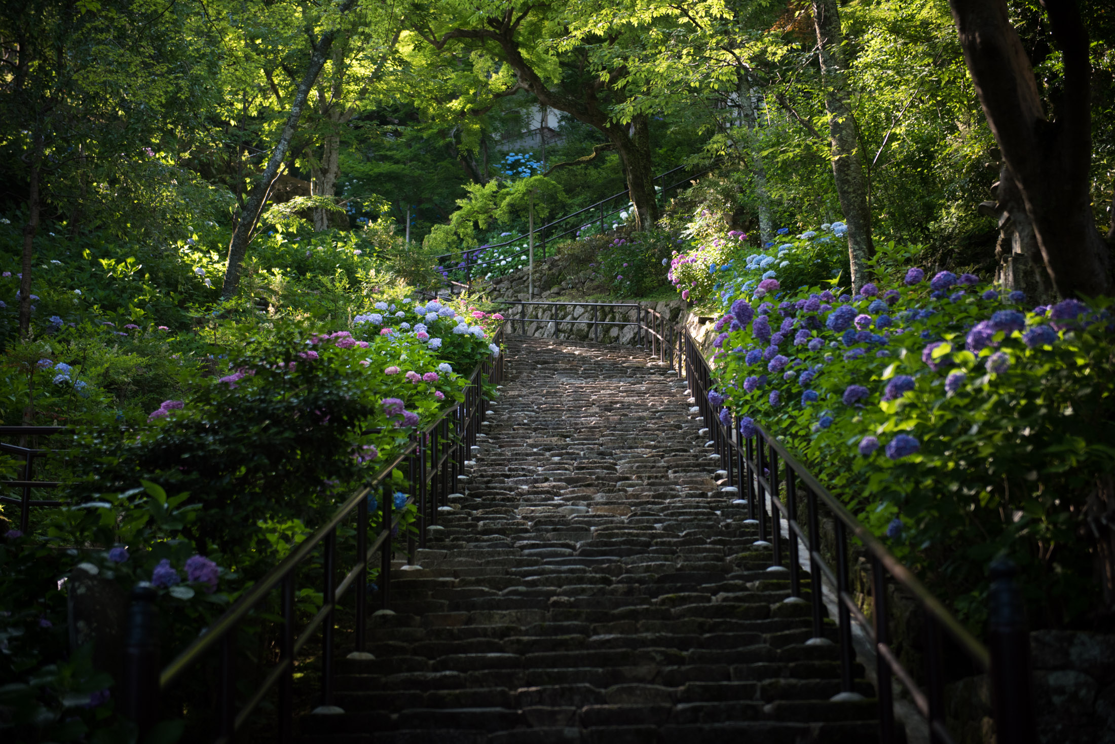 Stone steps at Hase-dera Temple in Nara, Japan, lined with blooming hydrangeas.