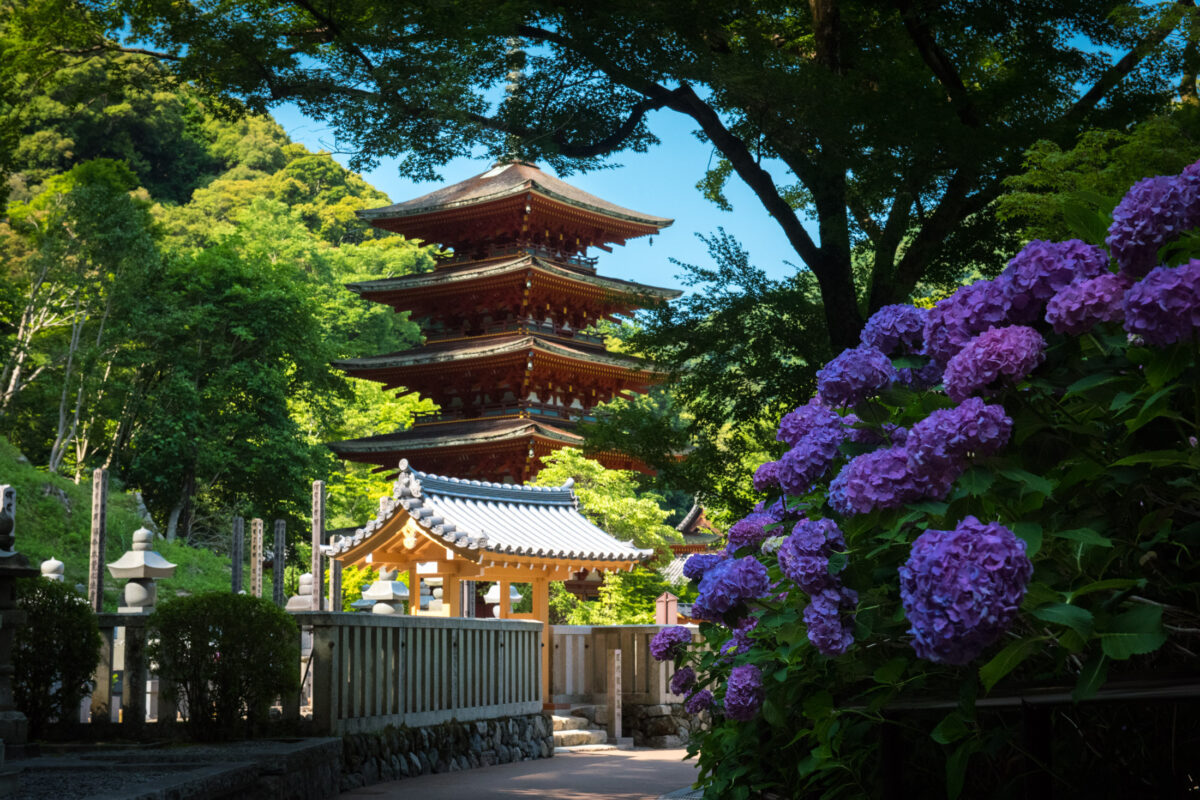 Hase-dera Temple pagoda in Nara, Japan, framed by purple hydrangeas and forest canopy.