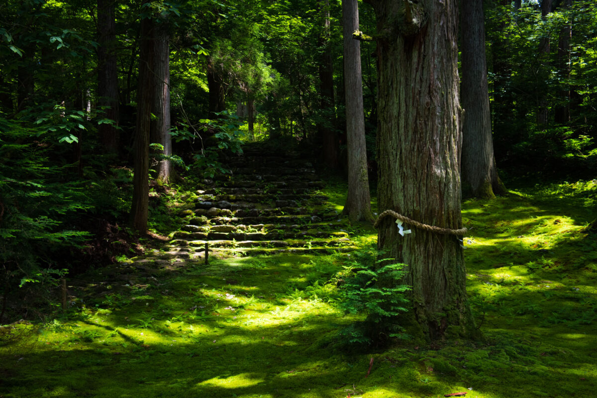 Moss-covered stone steps leading into cedar forest at Heisenji Hakusan Shrine, Japan.