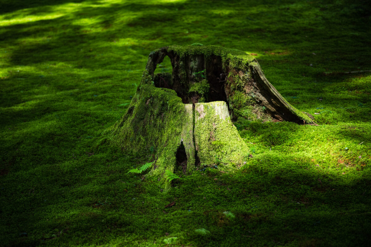 Moss-covered tree stump in Heisenji Hakusan Shrine forest, Japan, with sun-dappled moss ground