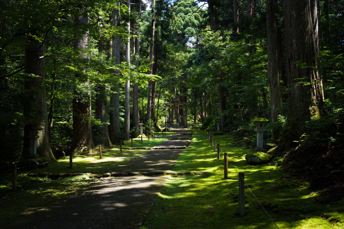 Mossy forest path leading to Heisenji Hakusan Shrine, Japan, under tall cedar trees.