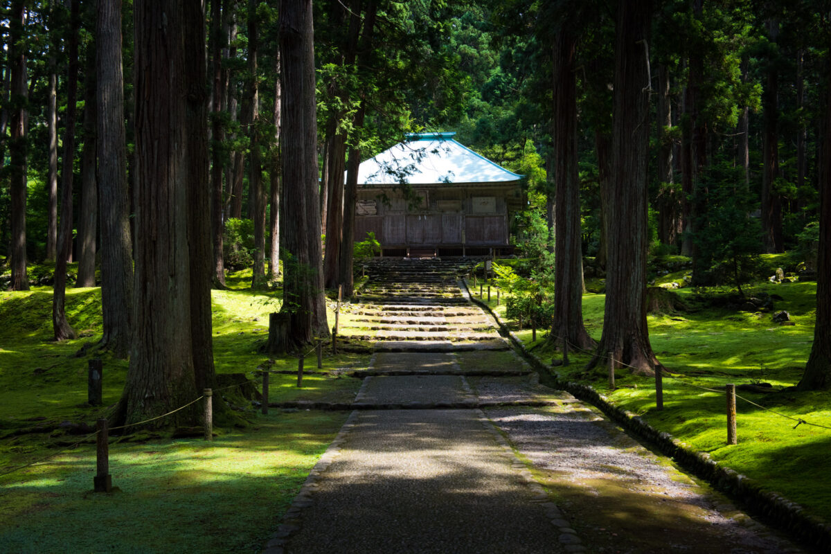 Stone path through mossy cedar forest leading to Heisenji Hakusan Shrine in Japan