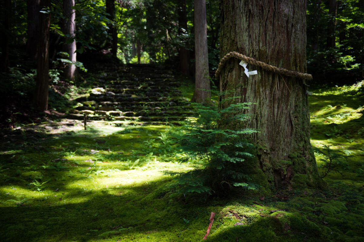 Moss-covered stone steps and sacred tree at Heisenji Hakusan Shrine forest, Japan
