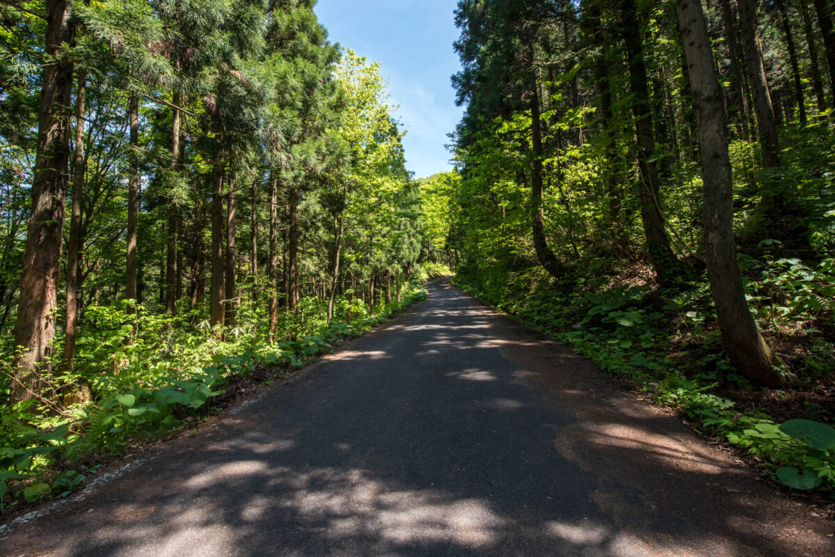 Sunlit forest road leading toward Mount Futatsumori trailhead in Japan