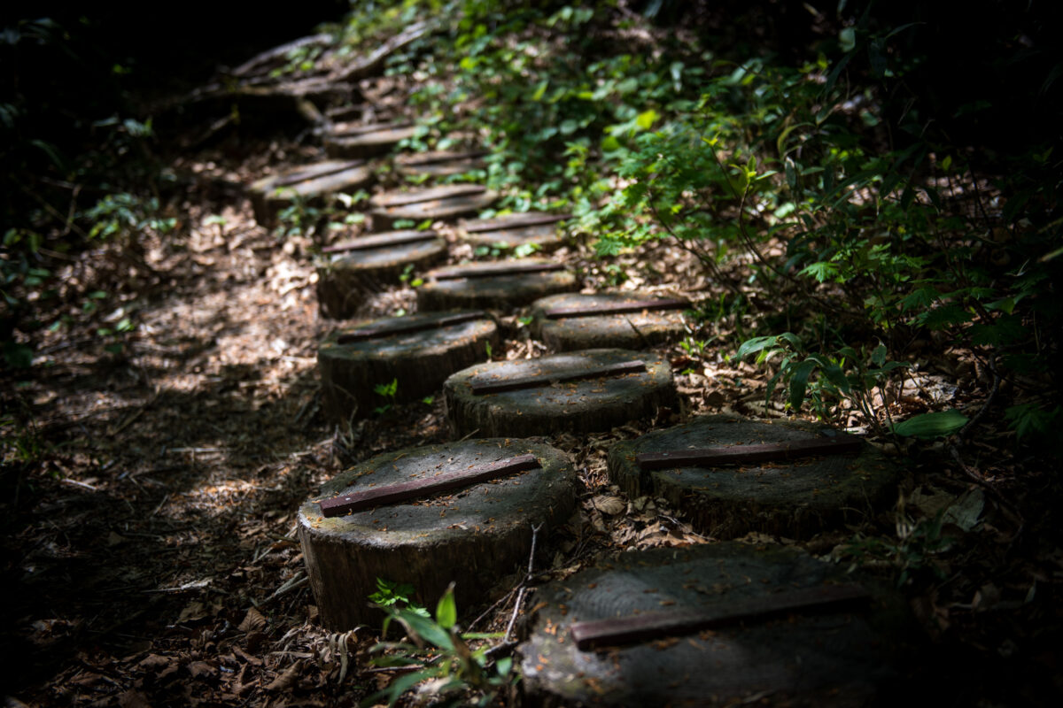 Weathered log steps climbing Mount Futatsumori forest trail in dappled sunlight