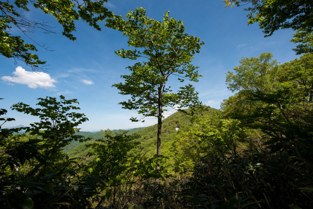 Forest view of Mount Futatsumori framed by lush greenery under a bright blue sky.