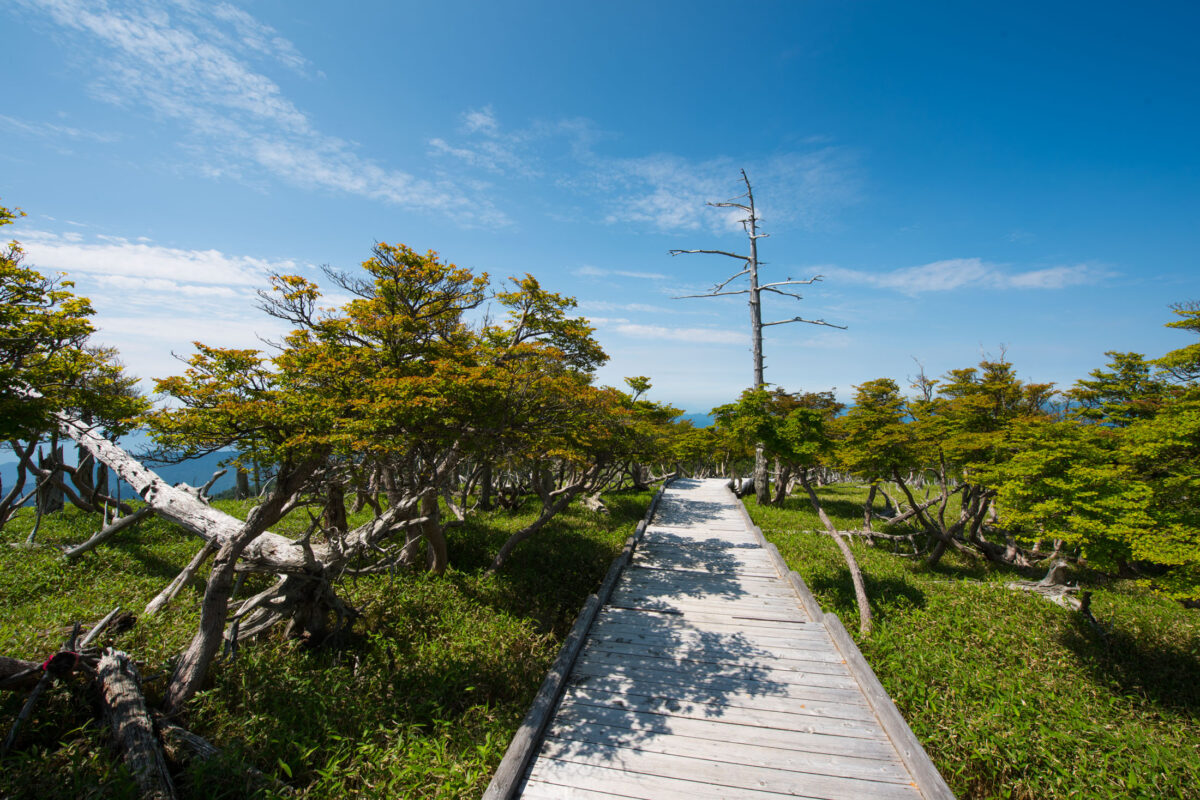 Wooden boardwalk through Mount Odaigahara alpine forest with wind-shaped trees and blue sky.