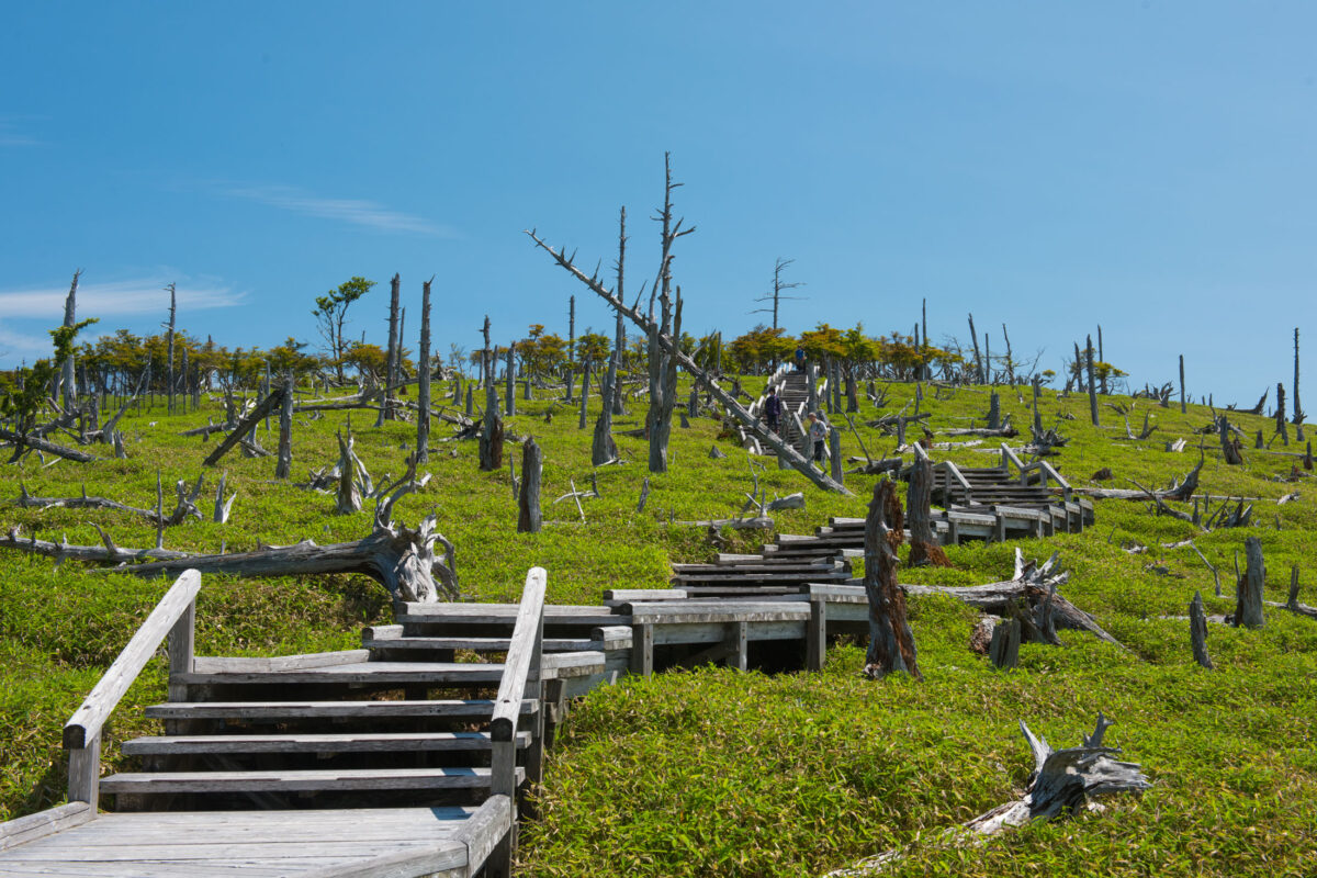 Wooden boardwalk climbing Mount Ōdaigahara plateau, green grass and dead trees under blue sky