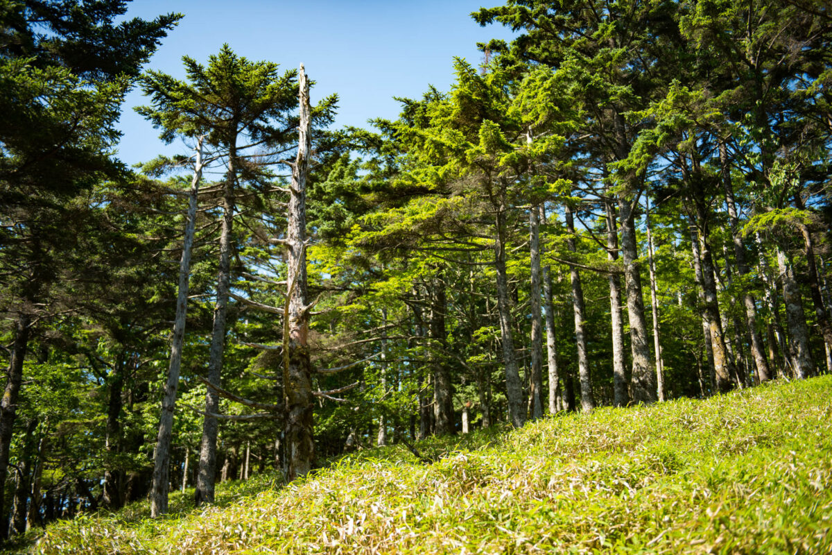 Sunlit conifer forest on Mount Ōdaigahara, Japan, rising above a grassy slope.