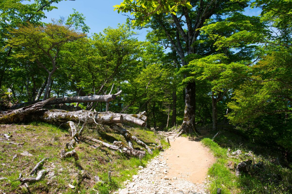 Sunlit forest trail on Mount Ōdaigahara, Japan, with moss, fallen logs, and dense trees.