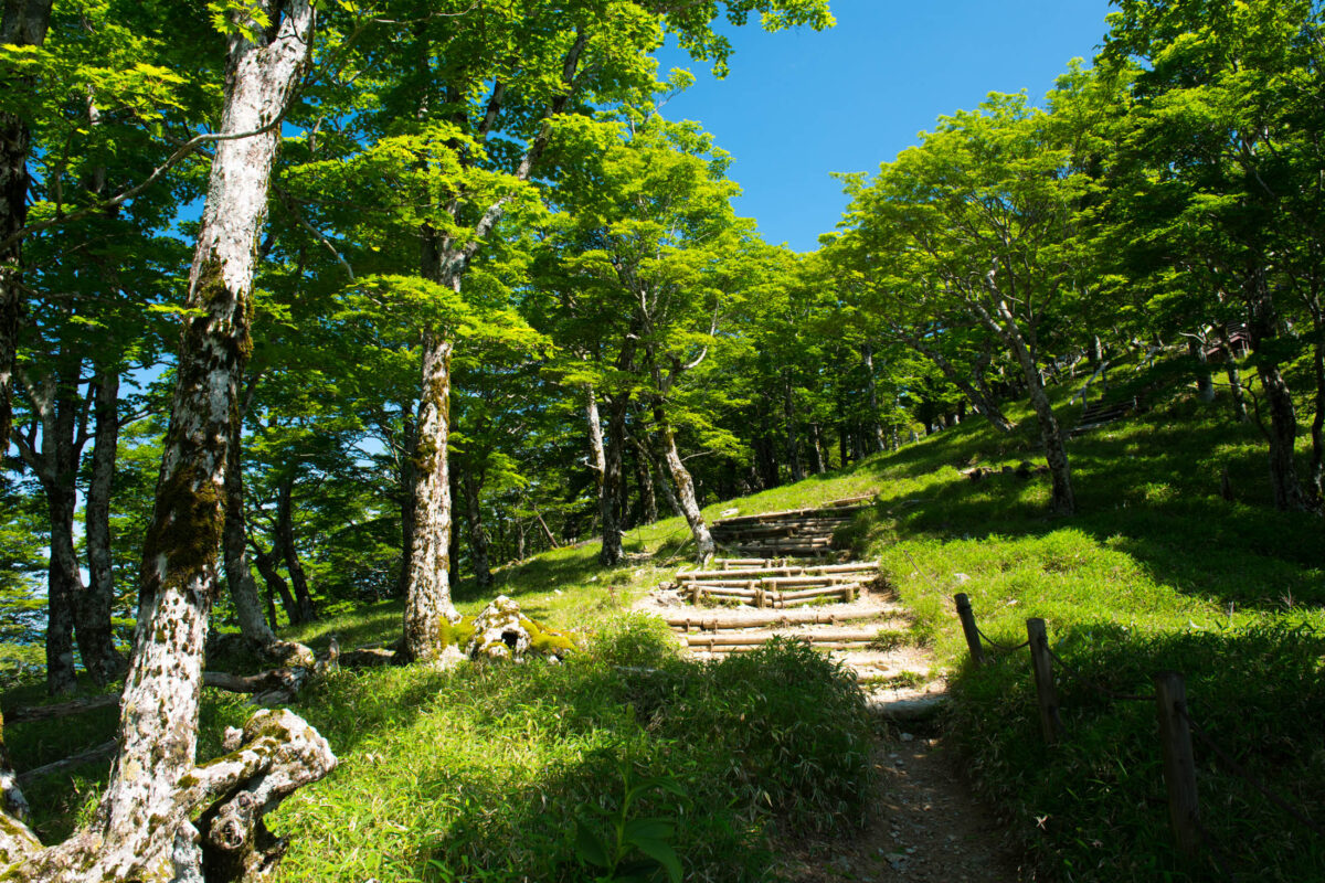 Sunlit hiking trail with wooden steps through lush forest on Mount Ōdaigahara, Japan.
