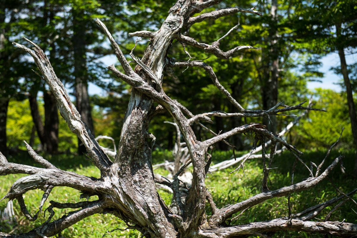 Weathered tree with bare branches on Mount Ōdaigahara forest trail amid lush greenery.