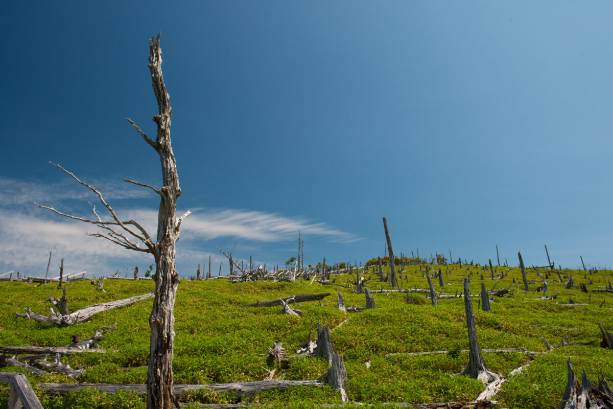 Windswept green plateau on Mount Ōdaigahara, Japan, with dead tree trunks under blue sky.