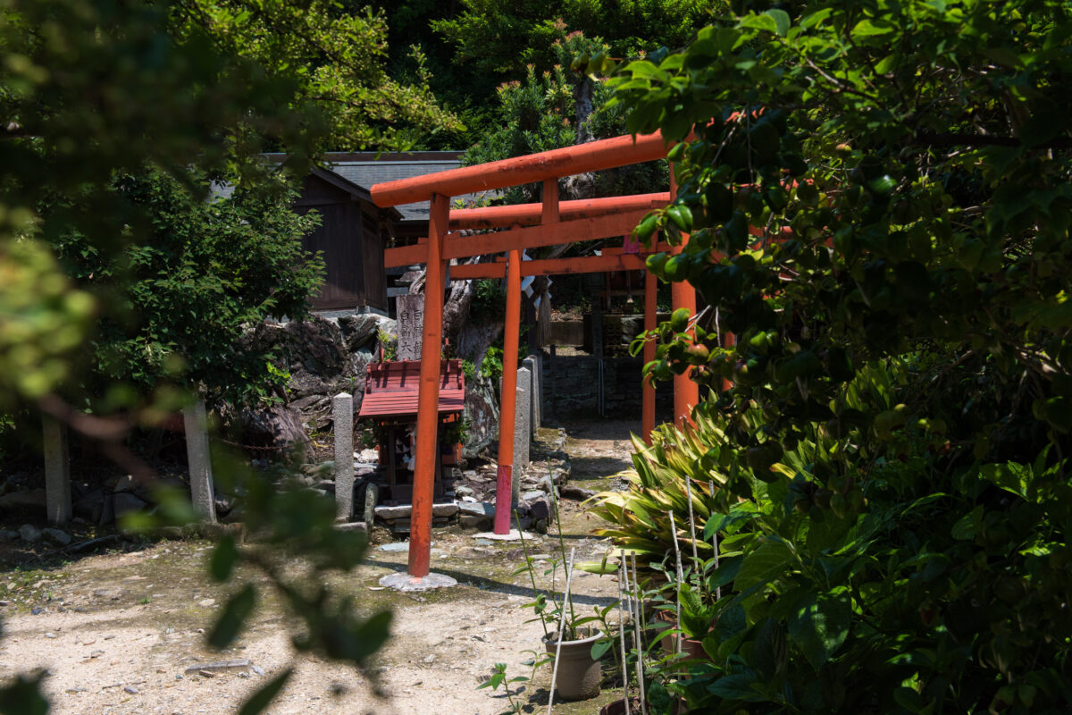 Red torii gates on forest path to Wakaura Tenmangu Shrine in Wakayama, Japan.