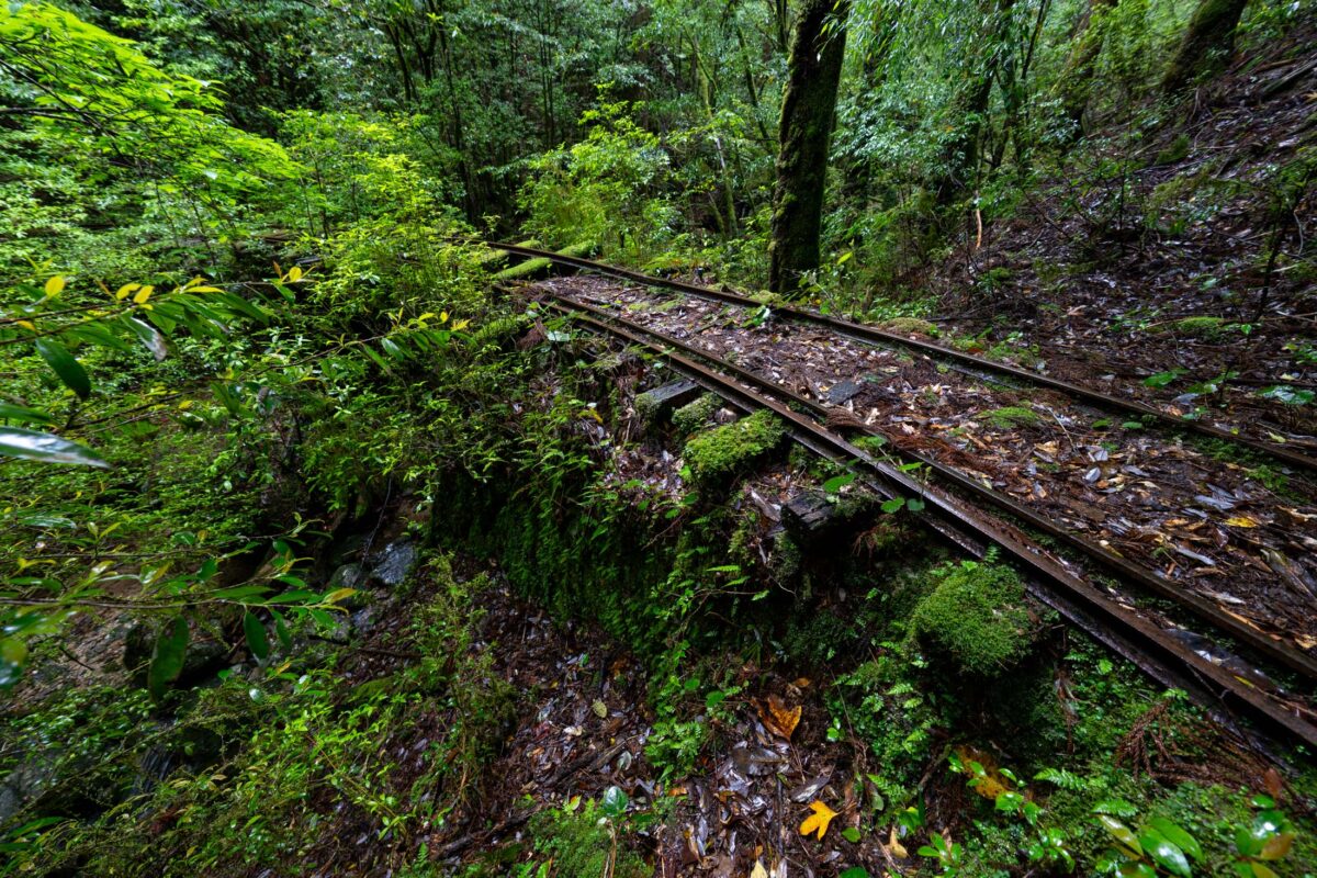 Abandoned railway tracks curving through rain-soaked, mossy forest with fallen leaves