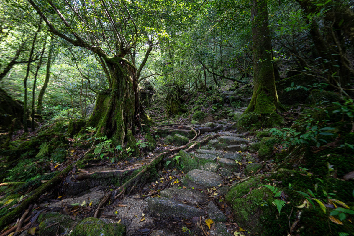 Mossy stone steps in Shiratani Unsui Gorge, Yakushima, beneath ancient cedar trees