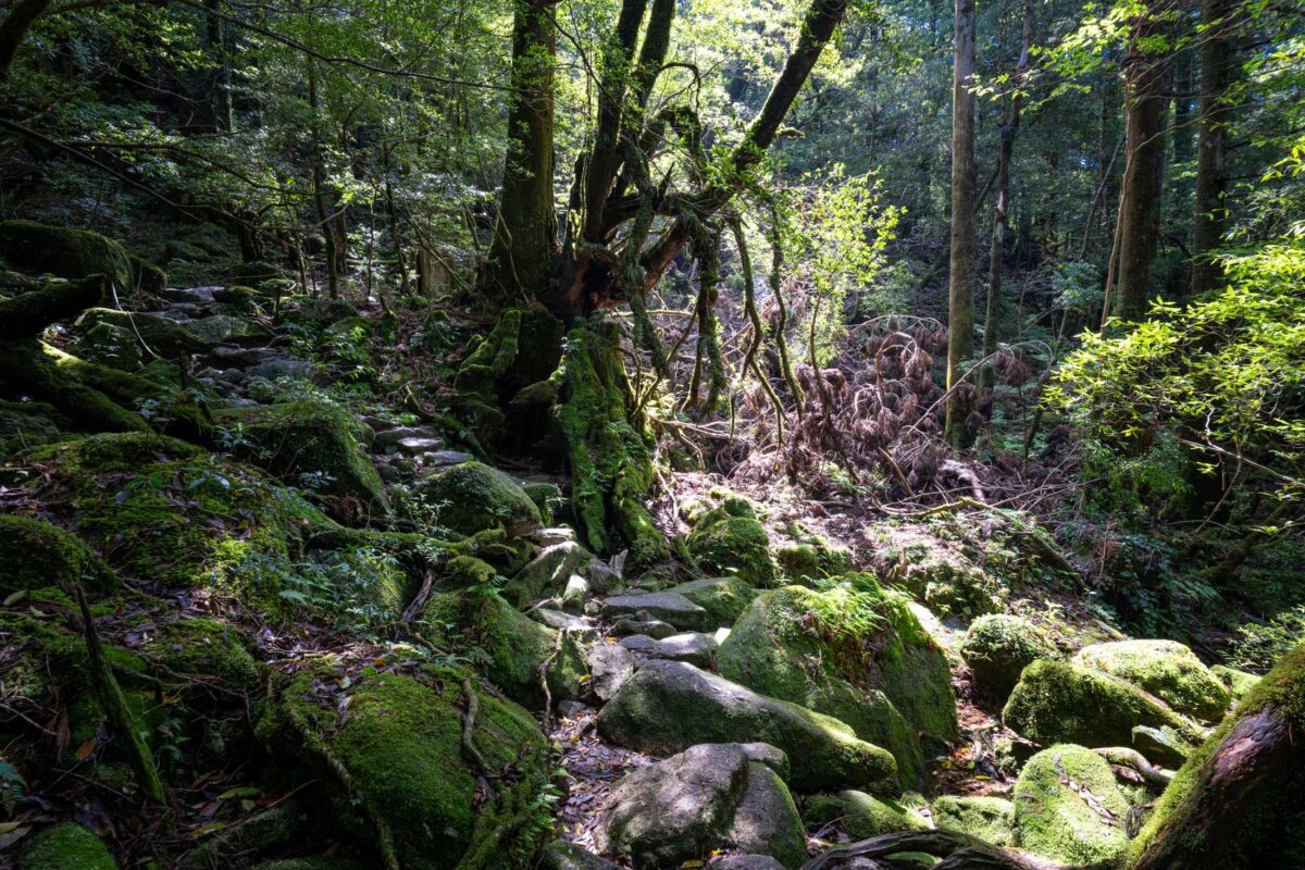 Moss-covered stone path in Shiratani Unsui Gorge ancient cedar forest, Yakushima Japan