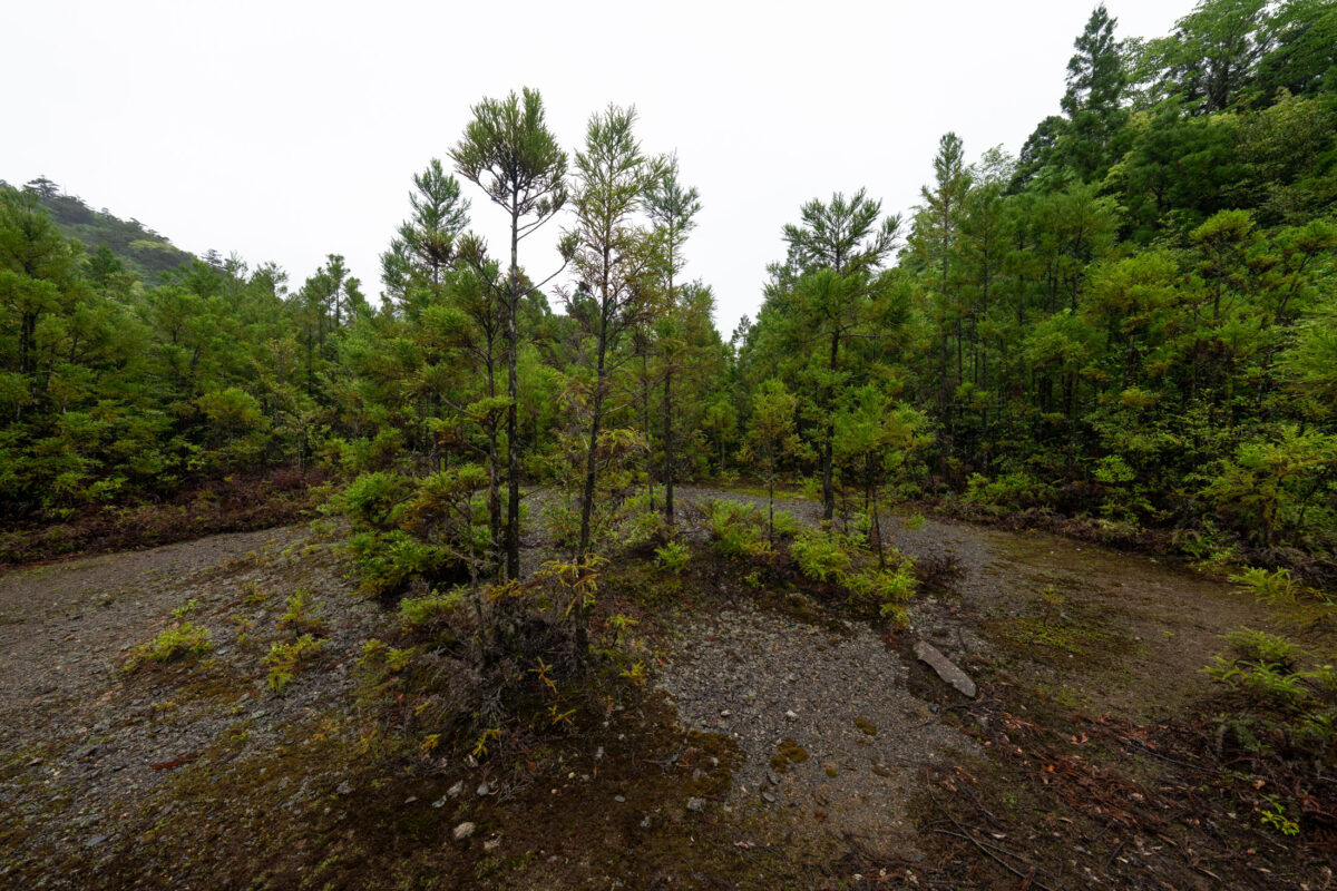 Woodland clearing with winding path and young trees under an overcast sky
