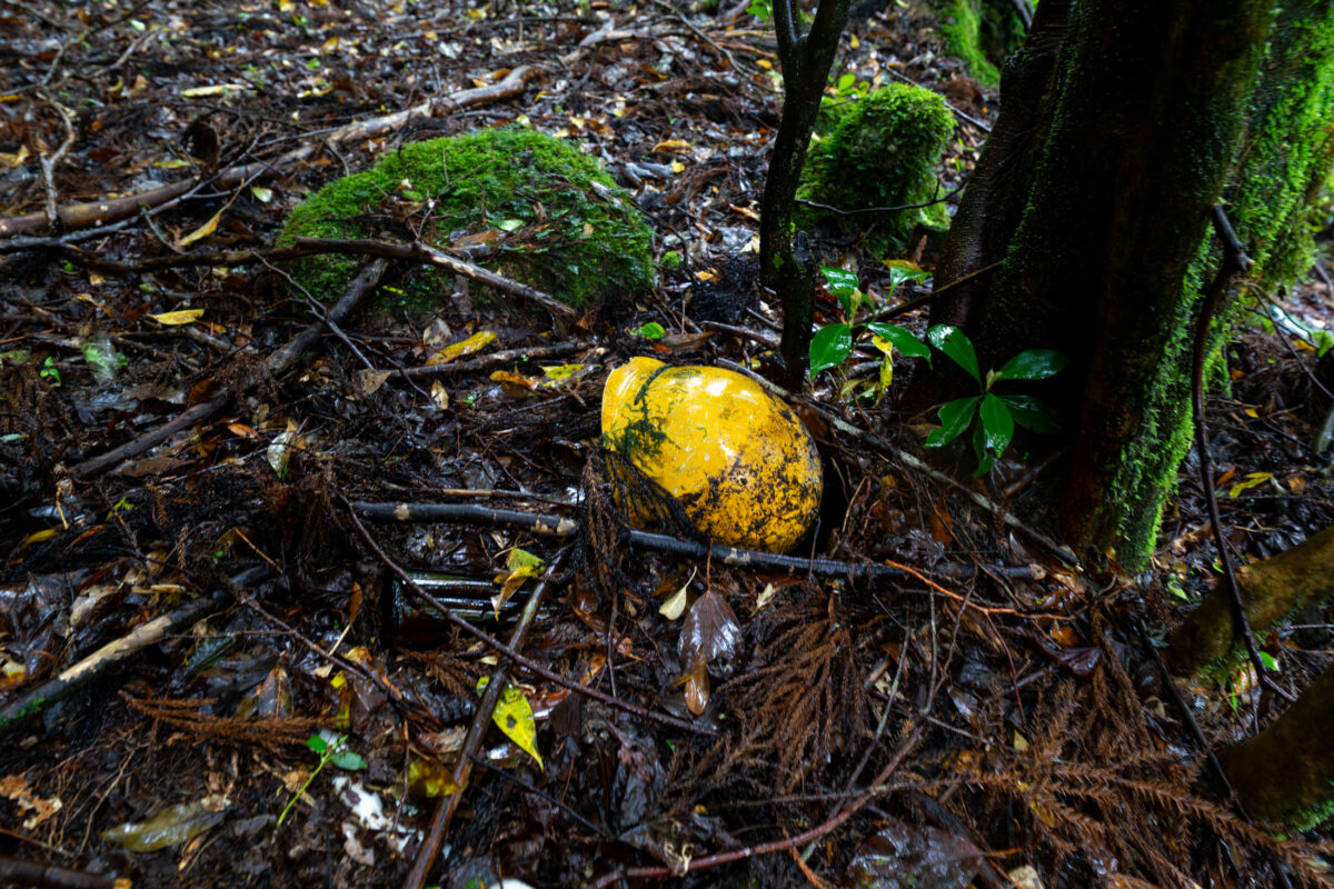 Bright yellow object half-buried on damp forest floor among leaves and mossy roots.