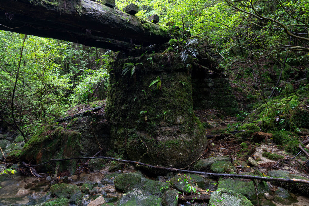 Mossy stone support and fallen log bridge on a lush, damp forest trail.