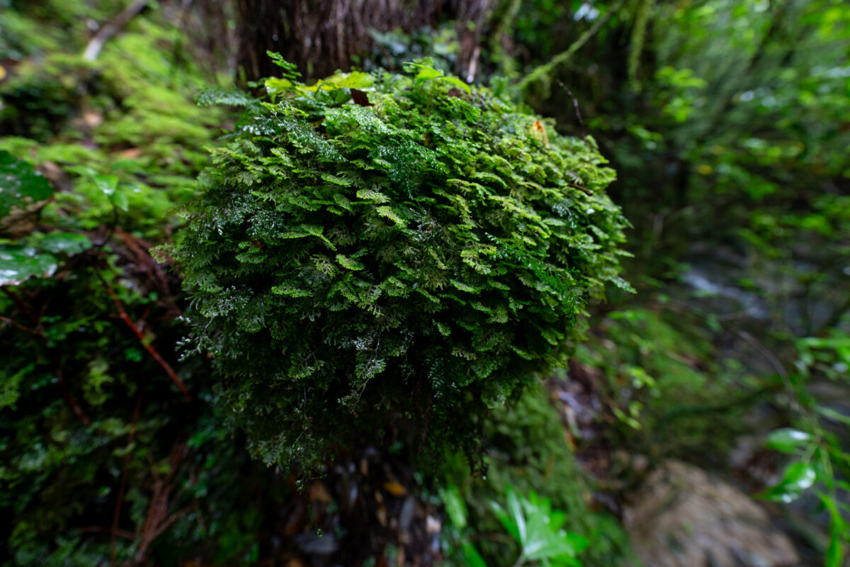 Close-up of lush moss and fern cluster on tree trunk in forest near stream.