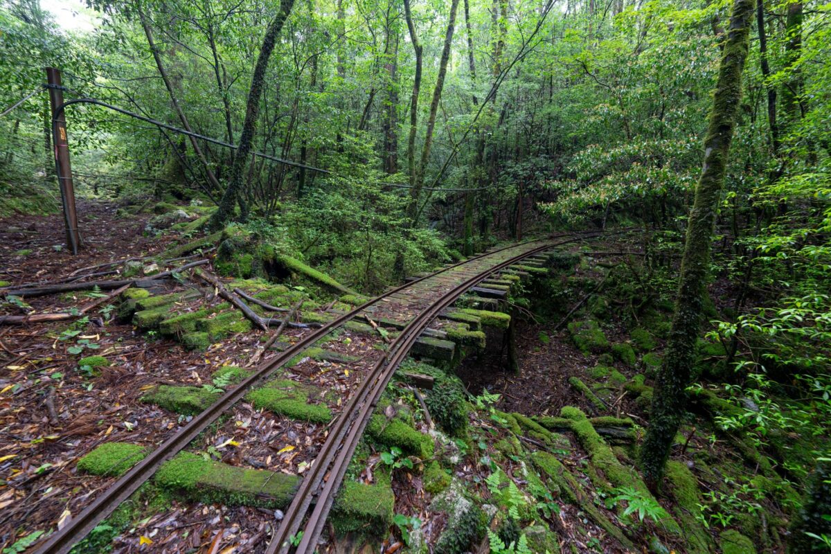 Mossy narrow-gauge railway track curves through dense green forest, rusted rails and wooden post.