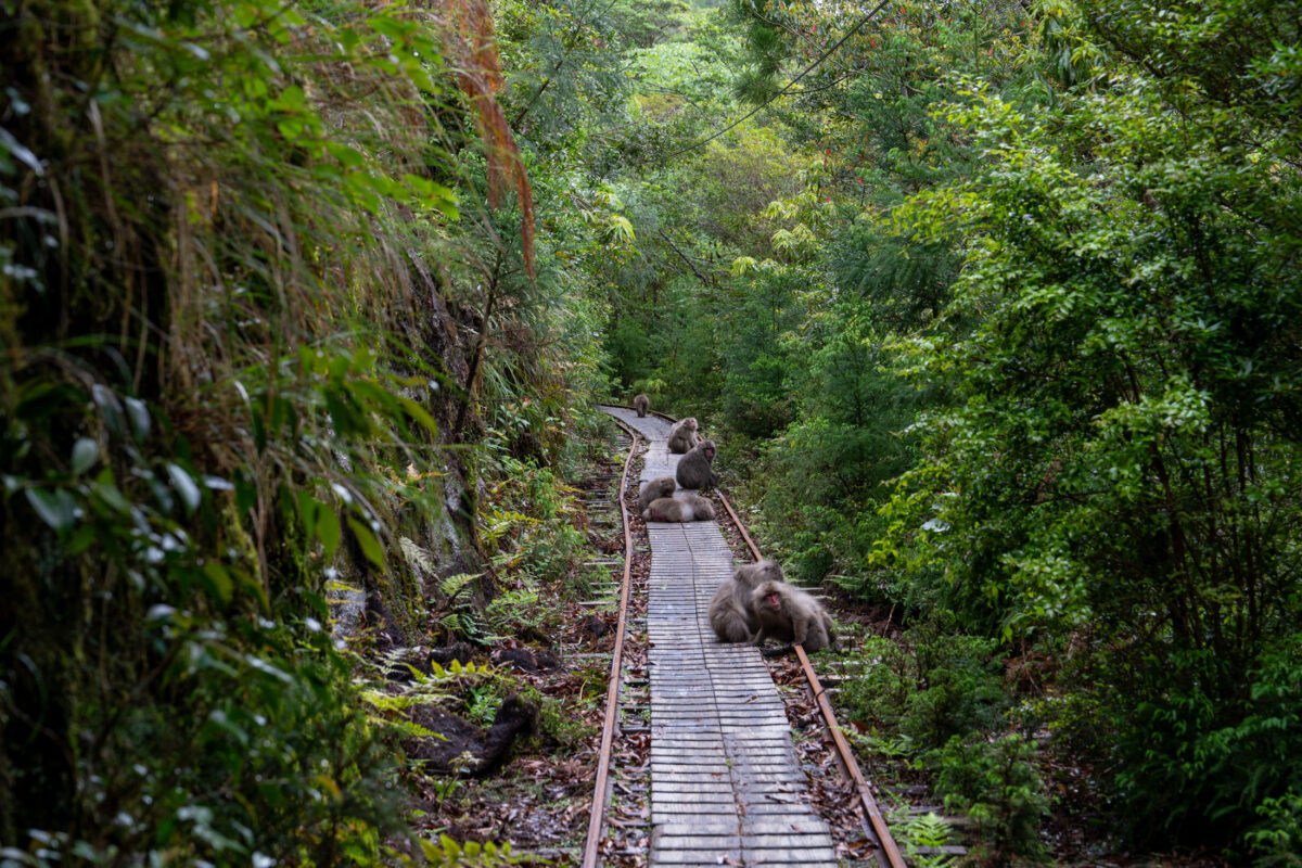 Monkeys resting on an old forest railway track surrounded by lush greenery