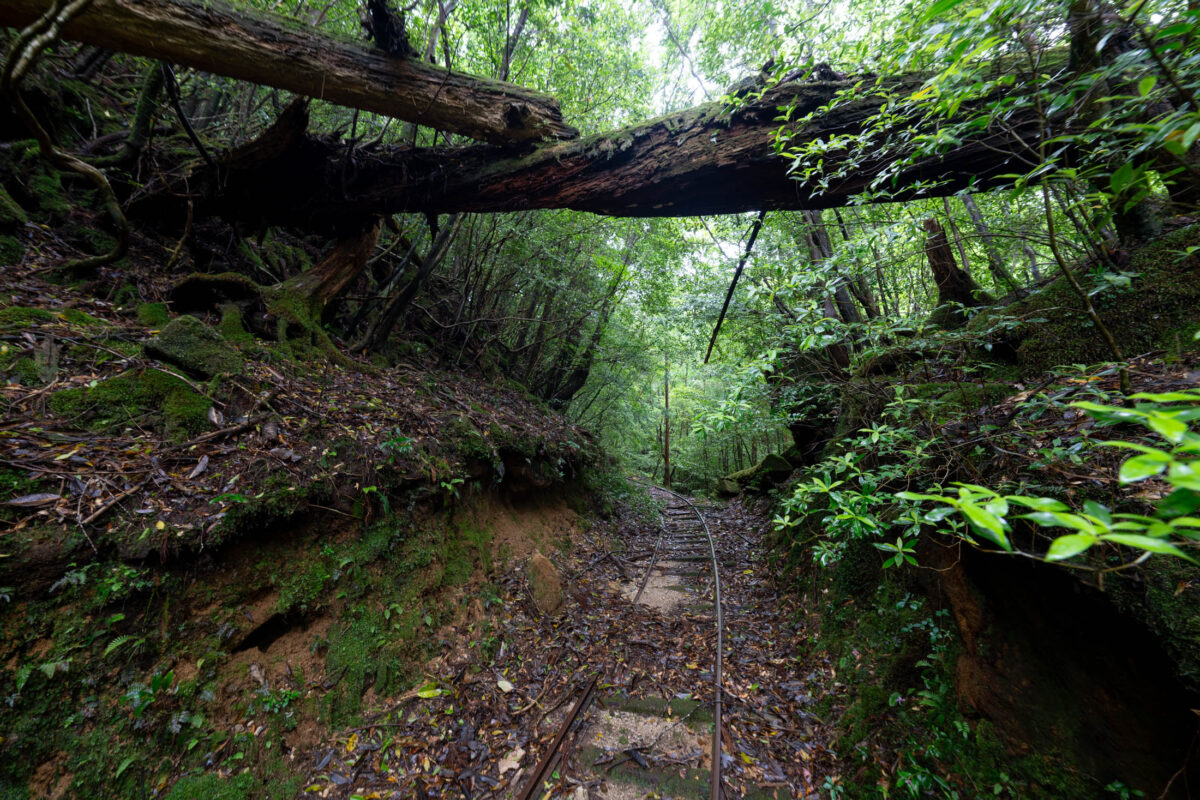 Mossy fallen tree arch over abandoned narrow-gauge rails on an overgrown forest trail