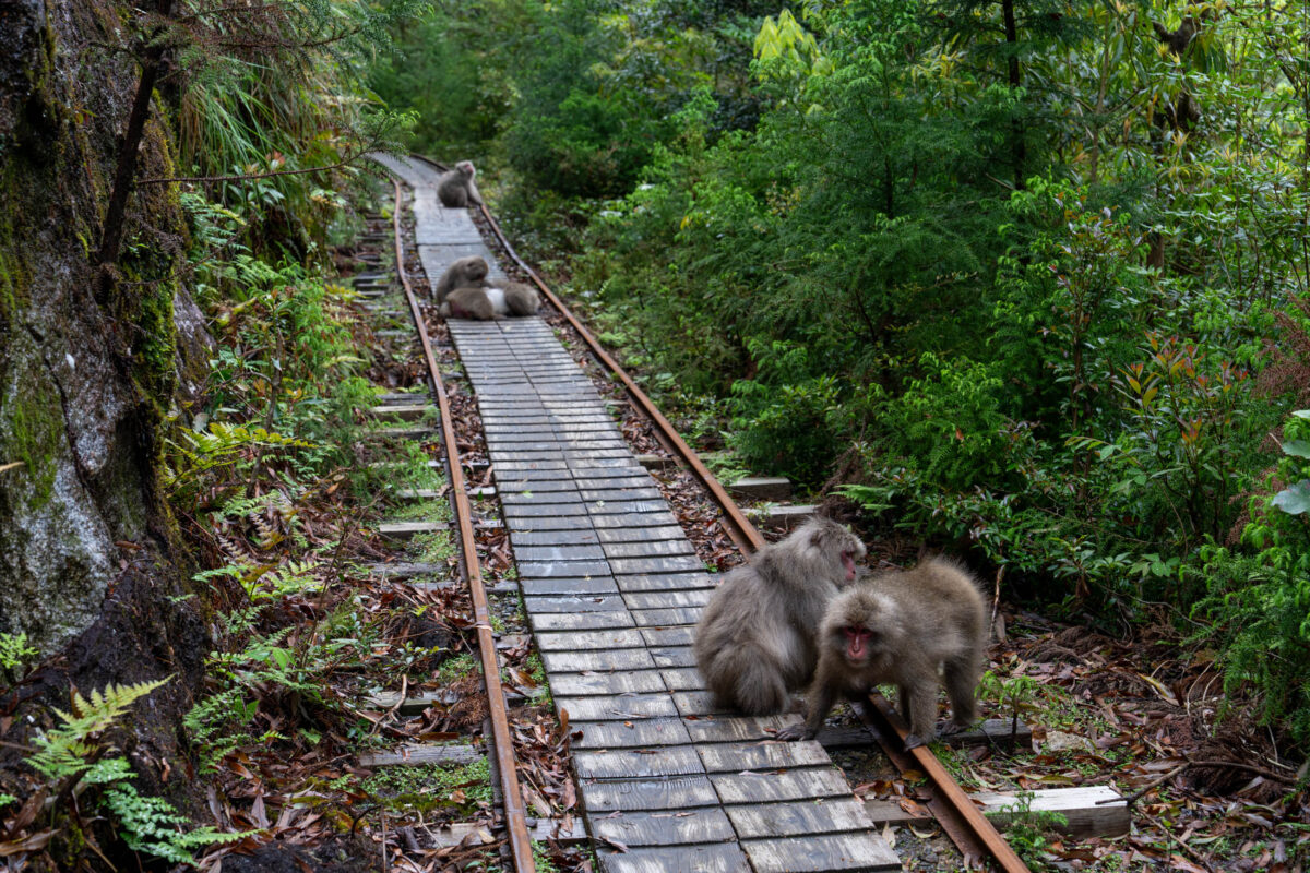 Japanese macaques grooming on mossy overgrown railway tracks in a dense forest.
