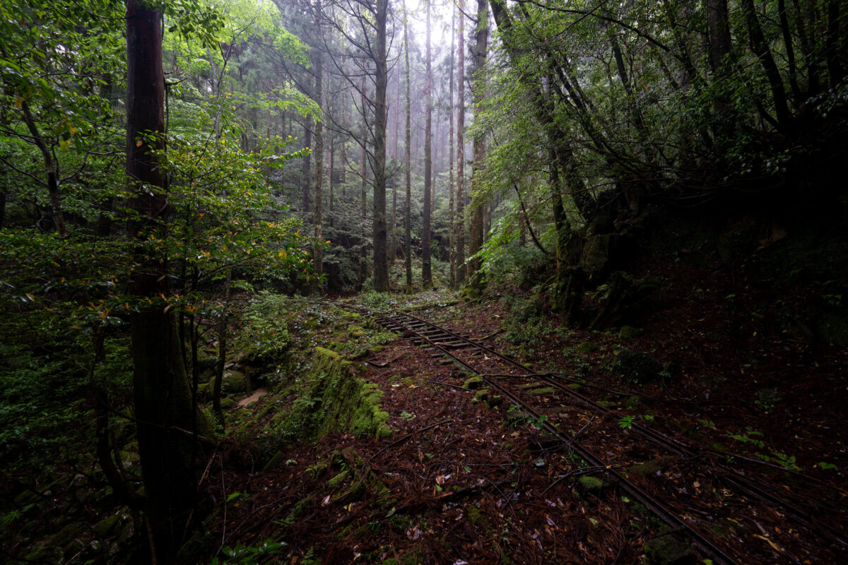 Abandoned narrow-gauge railway tracks disappearing into a lush, shadowy forest corridor.