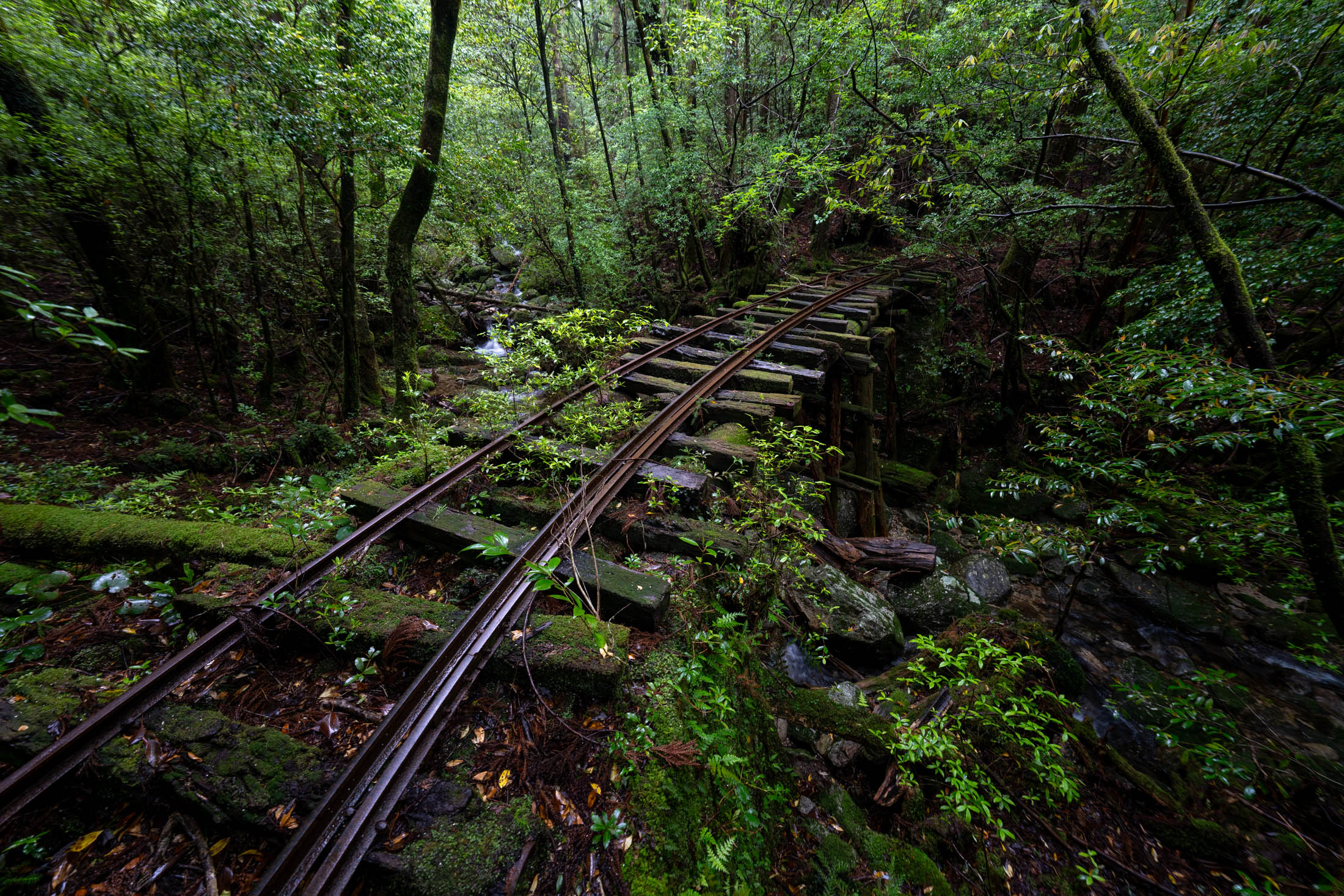 Moss-covered railway tracks crossing a stream in a lush green forest corridor.