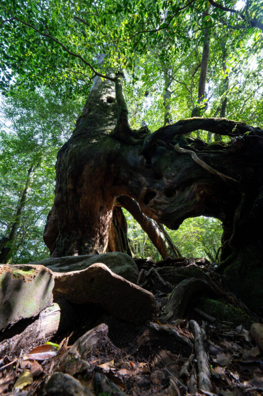 Ancient gnarled tree and roots on mossy rocks in Shiratani Unsui Gorge, Japan.