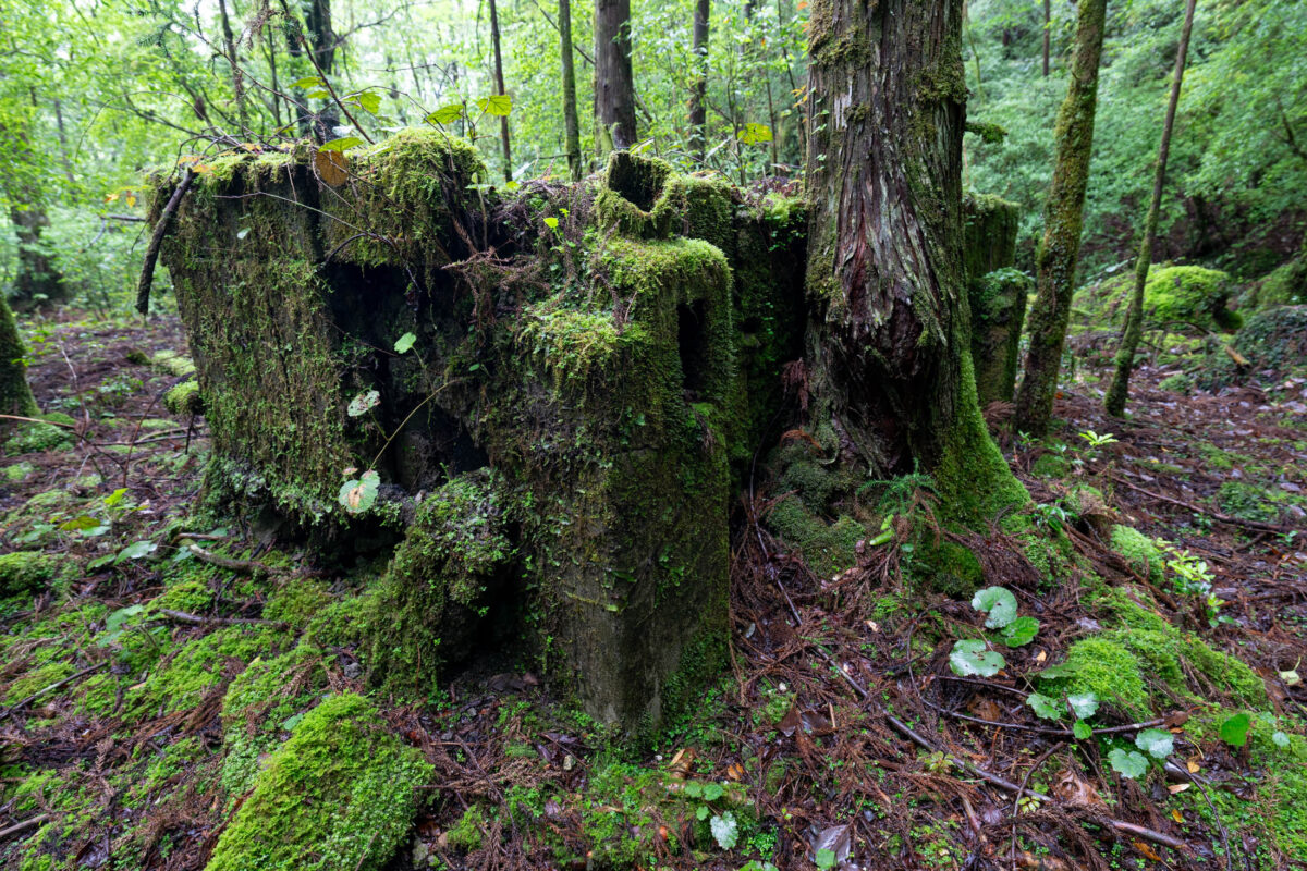 Moss-covered stone ruins in a serene Japanese forest with lush green groundcover.